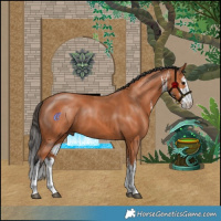 Horse Color:White Spotted Bay 