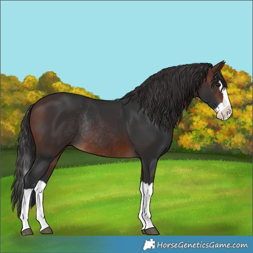 Horse Color:Brown Splash Rabicano 