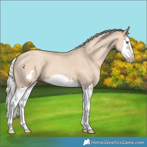 Horse Color:Silver Classic Champagne Dun Splash Frame