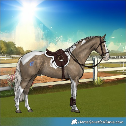 Horse Color:Silver Smoky Black Splash Tobiano Rabicano 