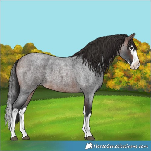 Horse Color:Brown Roan Splash 