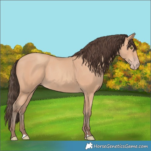 Horse Color:Amber Champagne 