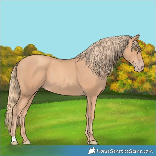 Horse Color:Gold Champagne 