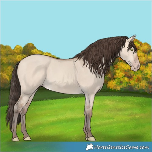 Horse Color:Amber Champagne Dun