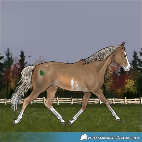 Horse Color:Chocolate Palomino Sabino Splash Appaloosa 