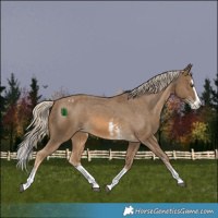 Horse Color:Chocolate Palomino Sabino Splash Appaloosa 