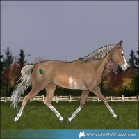 Horse Color:Chocolate Palomino Sabino Splash Appaloosa 