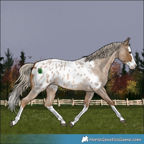 Horse Color:Chocolate Palomino Roan Splash Appaloosa 