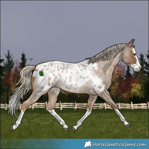 Horse Color:Chocolate Palomino Roan Splash Appaloosa 