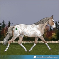 Horse Color:Chocolate Palomino Roan Splash Appaloosa