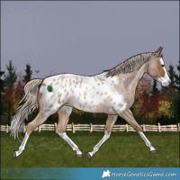 Horse Color:Chocolate Palomino Roan Splash Appaloosa