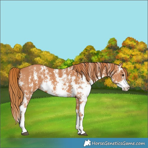 Horse Color:Chestnut Sabino 