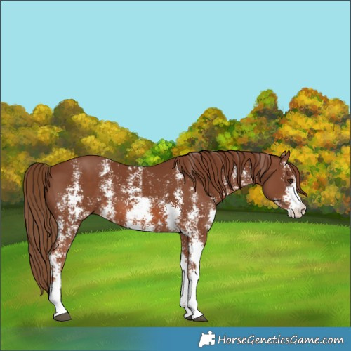 Horse Color:Chestnut Sabino 