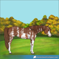 Horse Color:Chestnut Sabino
