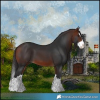 Horse Color:Bay Splash 