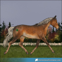 Horse Color:Chocolate Palomino 