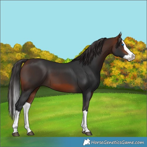 Horse Color:Bay Splash 