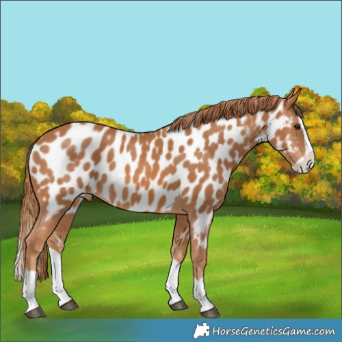 Horse Color:Chestnut Splash Appaloosa 