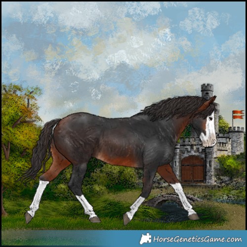 Horse Color:Bay Splash