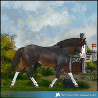 Horse Color:Bay Splash 