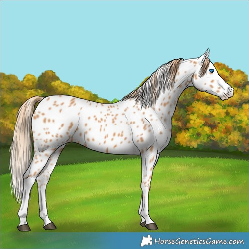 Horse Color:Chestnut Splash Appaloosa