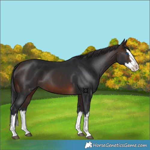Horse Color:Brown Splash