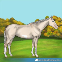 Horse Color:Silver Classic Champagne Dun Splash Frame 