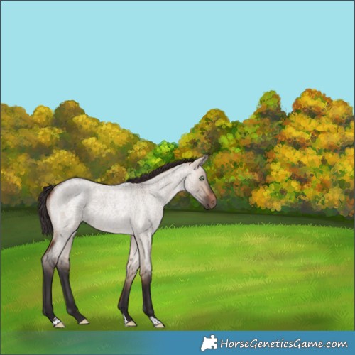 Horse Color:Bay Roan Dun