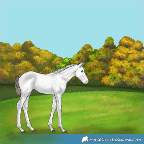 Horse Color:White Spotted Liver Red Dun Pearl Sabino Appaloosa