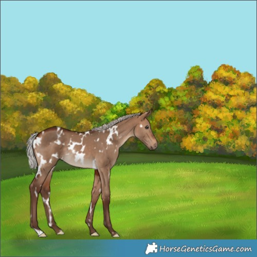 Horse Color:White Spotted Silver Bay Dun Rabicano