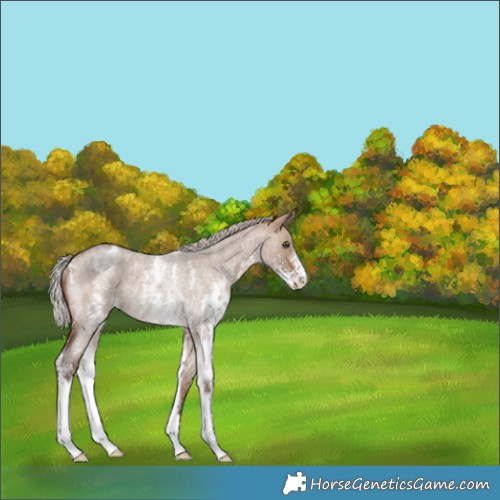 Horse Color:Silver Bay Roan Dun Sabino Appaloosa Rabicano