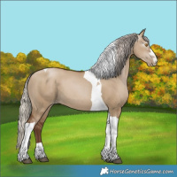 Horse Color:Gray Silver Grullo Pearl Tobiano