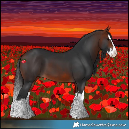 Horse Color:Bay Splash 