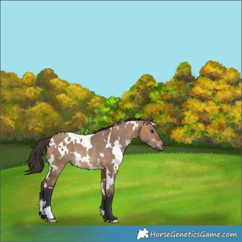 Horse Color:White Spotted Bay Dun Rabicano 