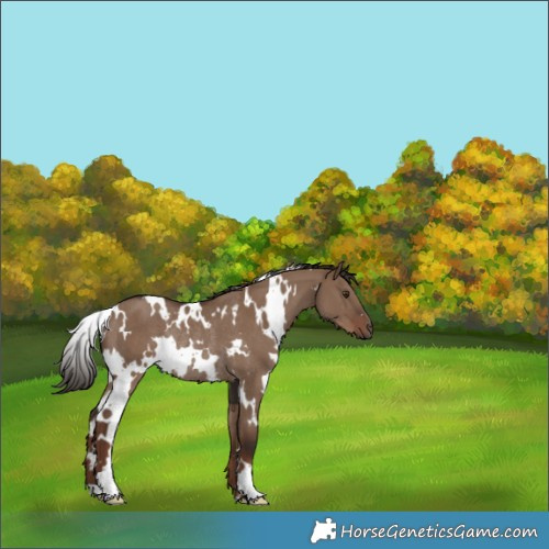 Horse Color:White Spotted Liver Red Dun Rabicano