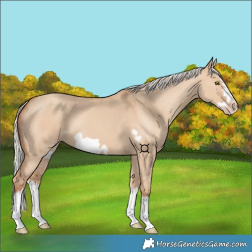 Horse Color:Silver Classic Champagne Dun Splash Frame 