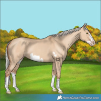 Horse Color:Silver Classic Champagne Dun Splash Frame 