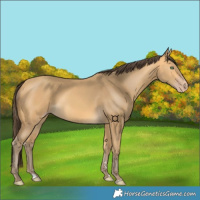 Horse Color:Amber Cream Champagne 