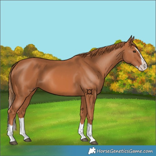 Horse Color:Chestnut Splash
