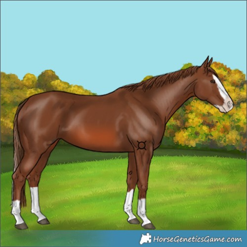 Horse Color:Chestnut Splash