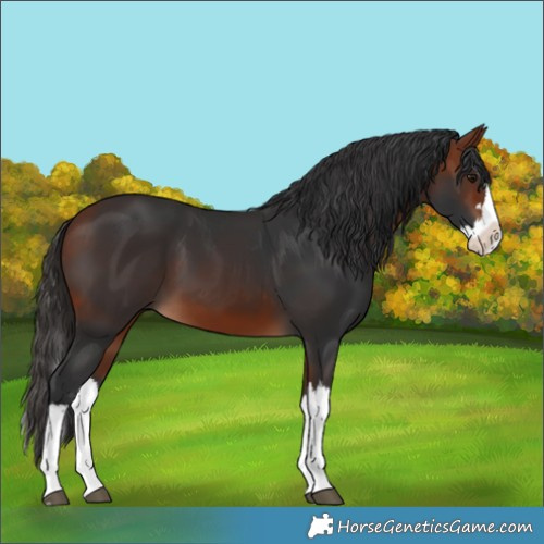 Horse Color:Bay Splash 