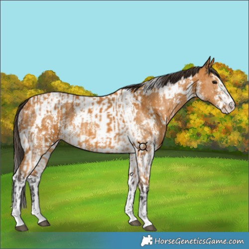 Horse Color:Buckskin Sabino Rabicano and Buckskin Sabino Tobiano Rabicano