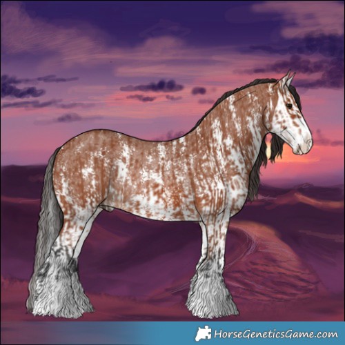 Horse Color:Bay Sabino Rabicano  and Bay Sabino Splash Rabicano 