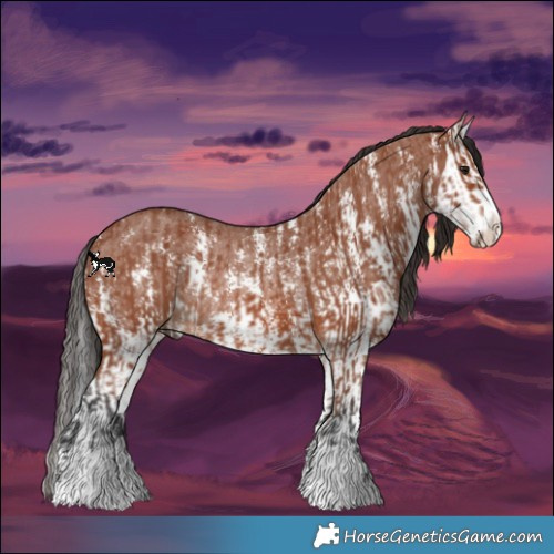 Horse Color:Bay Sabino Rabicano  and Bay Sabino Splash Rabicano 