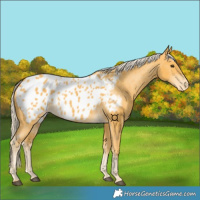 Horse Color:Palomino Appaloosa 
