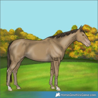 Horse Color:Classic Cream Champagne 