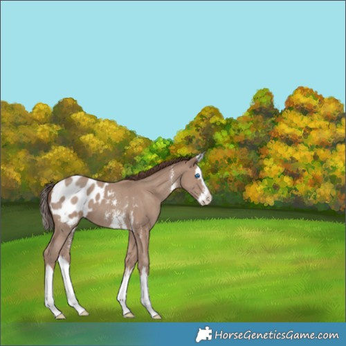 Horse Color:Classic Champagne Sabino Splash Appaloosa 