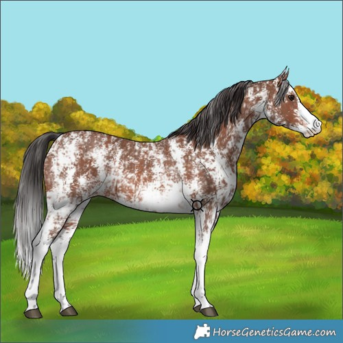 Horse Color:Bay Sabino Rabicano  and Brown Sabino Rabicano 