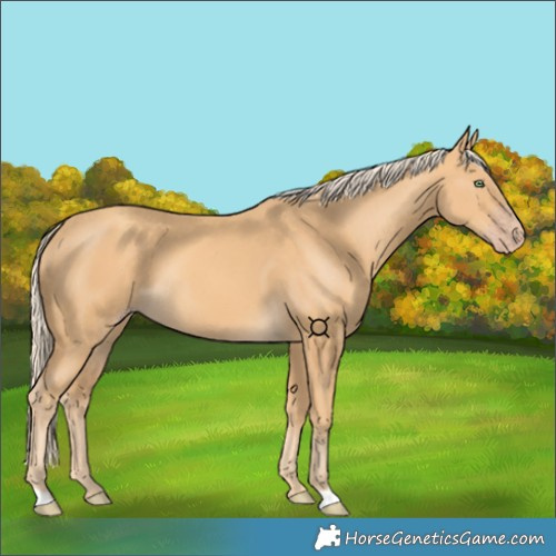 Horse Color:Gold Cream Champagne 