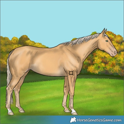 Horse Color:Gold Cream Champagne 